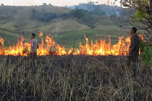 Karhutla di Flores Timur