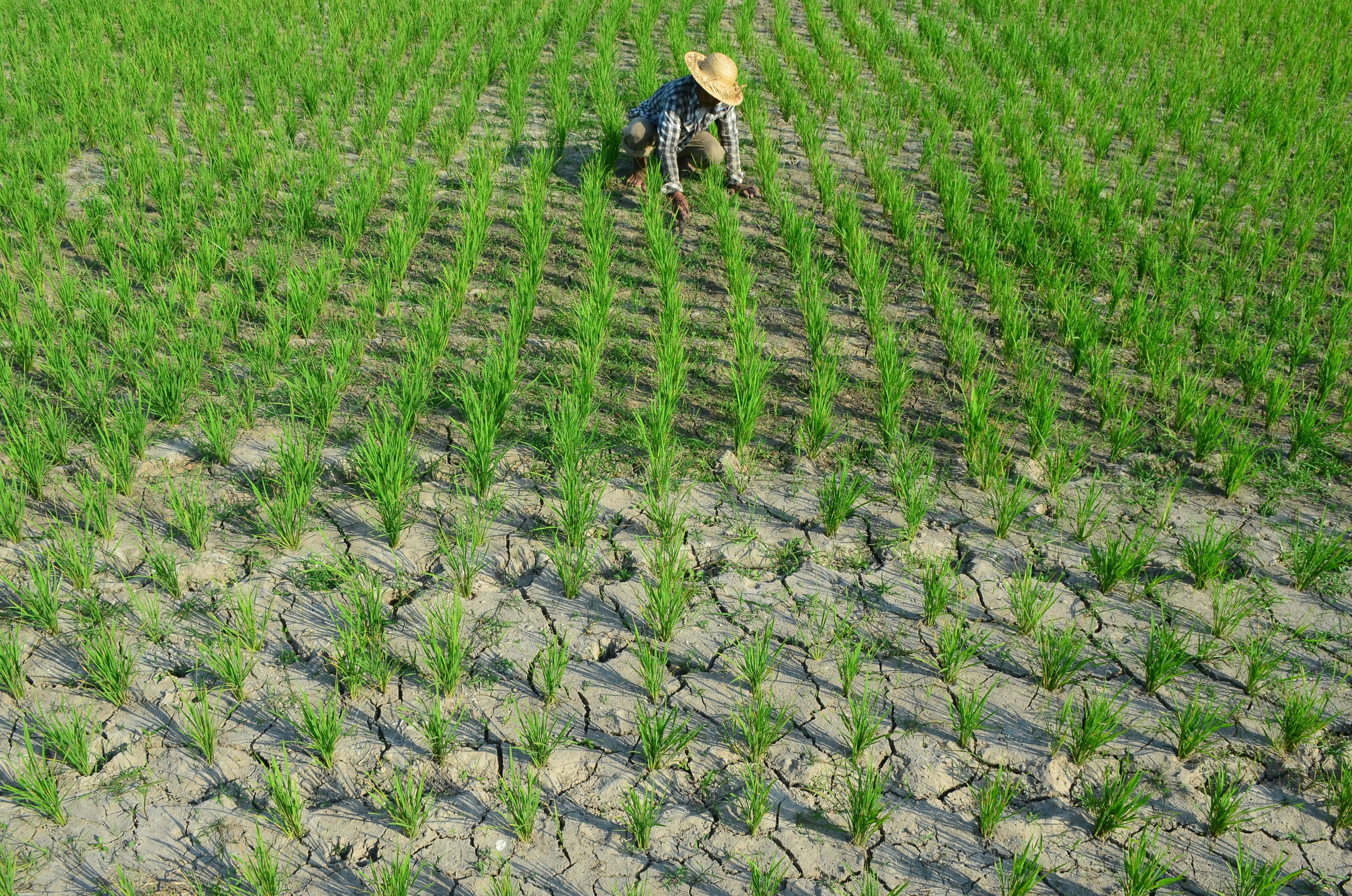 Petani tetap merawat tanaman padi kendati irigasi mulai mengering di sejumlah wilayah di Bali. 