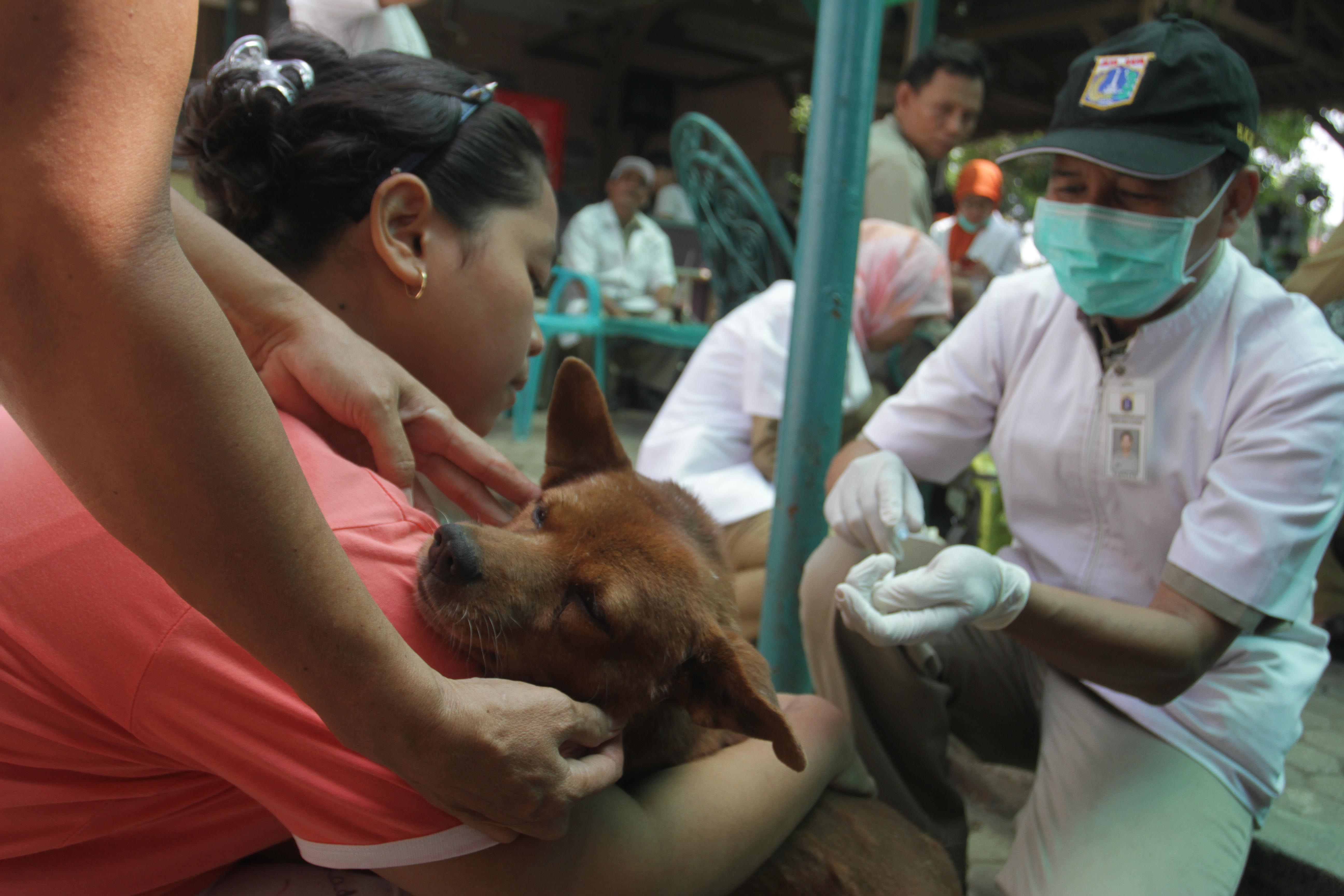 Ilustrasi--petugas menyuntikan vaksin rabies kepada anjing peliharaan
