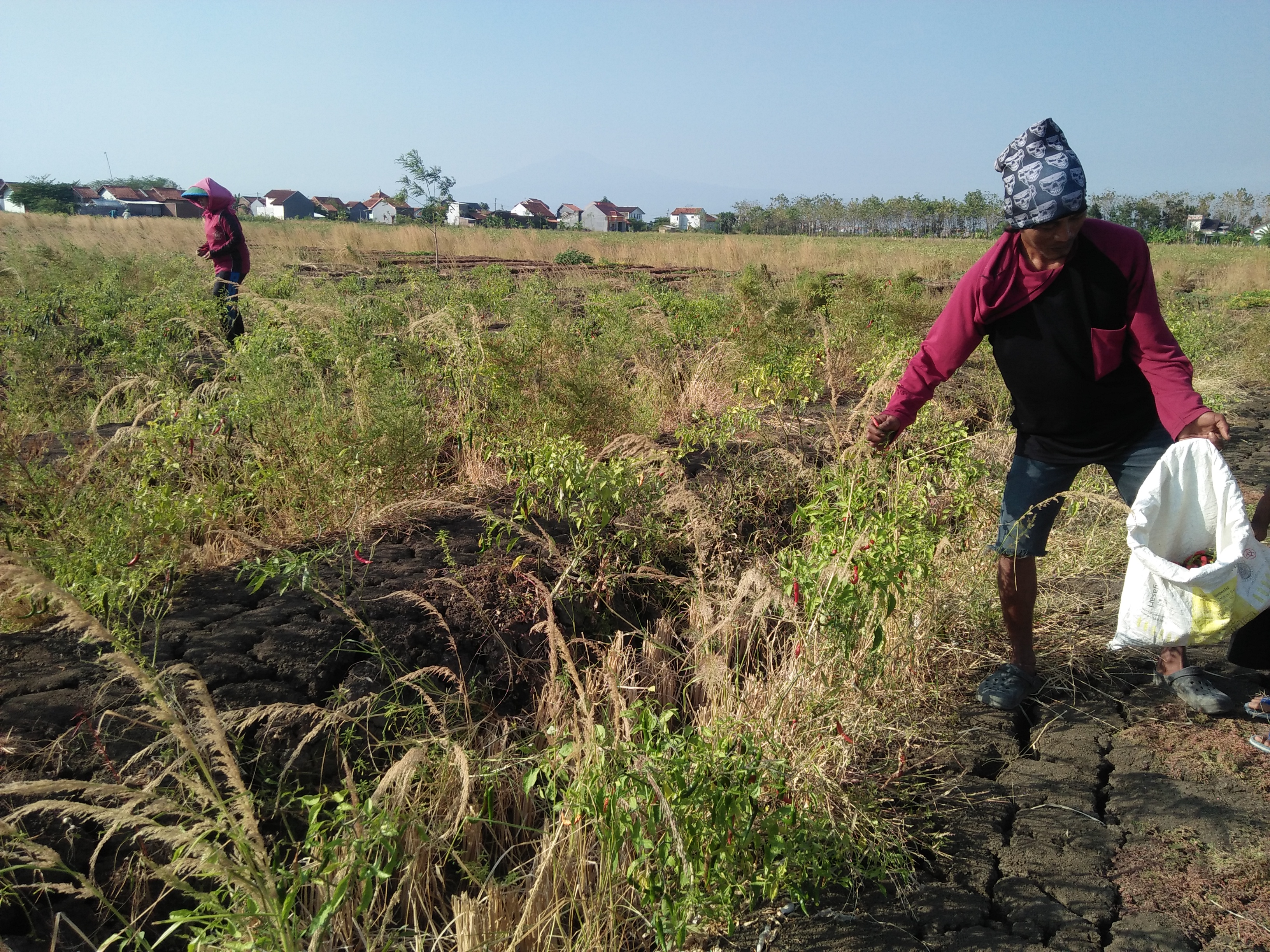 Dampak kekeringan, mahalnya cabai tak dinikmati petani di sejumlah wilayah di Kabupaten Brebes, Jawa Tengah.