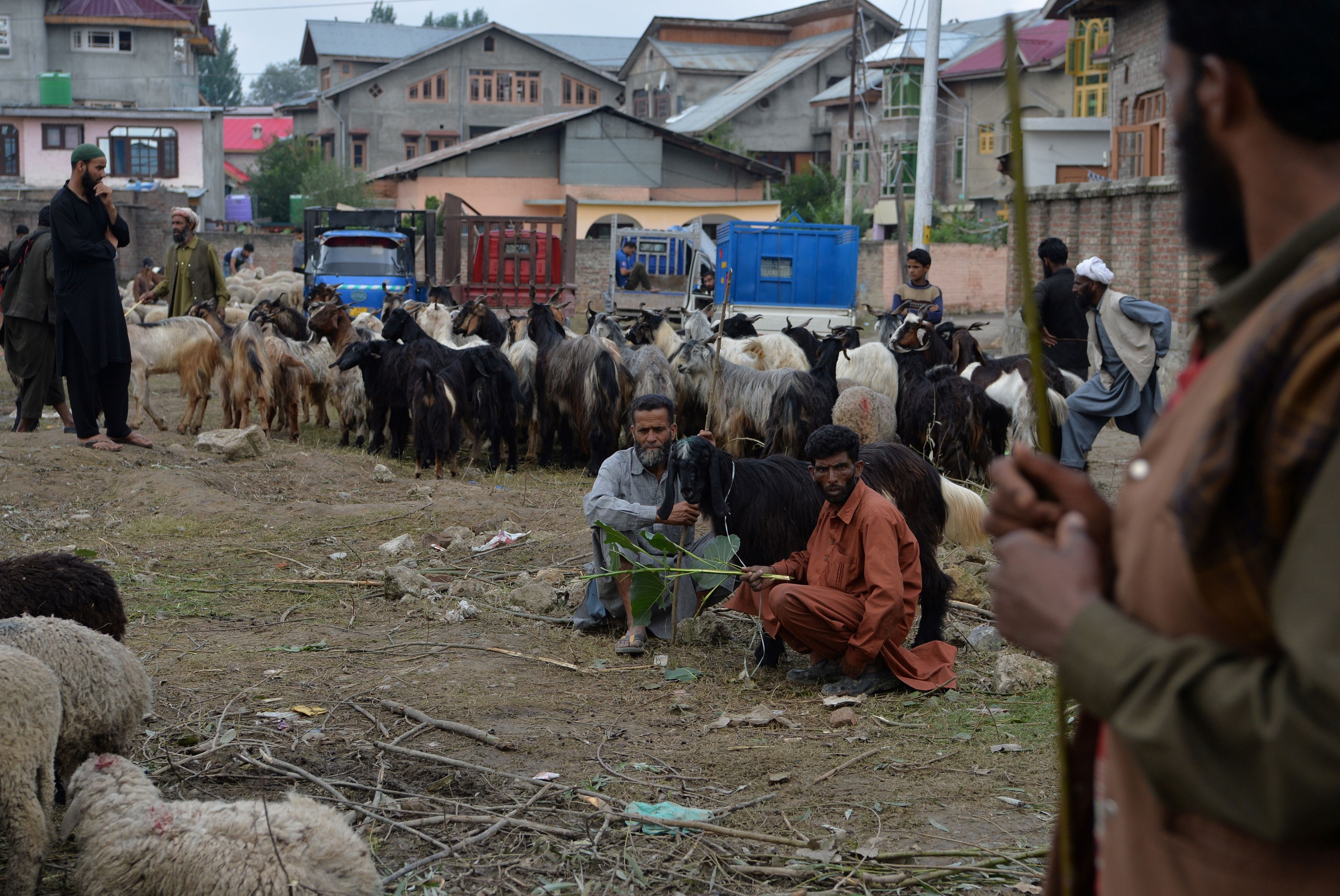 Para penjual hewan kurban menunggu pembeli di bawah pengawasan ketat pihak keamanan jelang Hari Raya Idul Adha di Srinagar, Minggu (11/8).