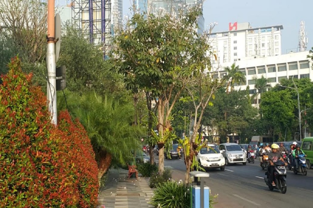 Pohon Tabebuya di Surabaya