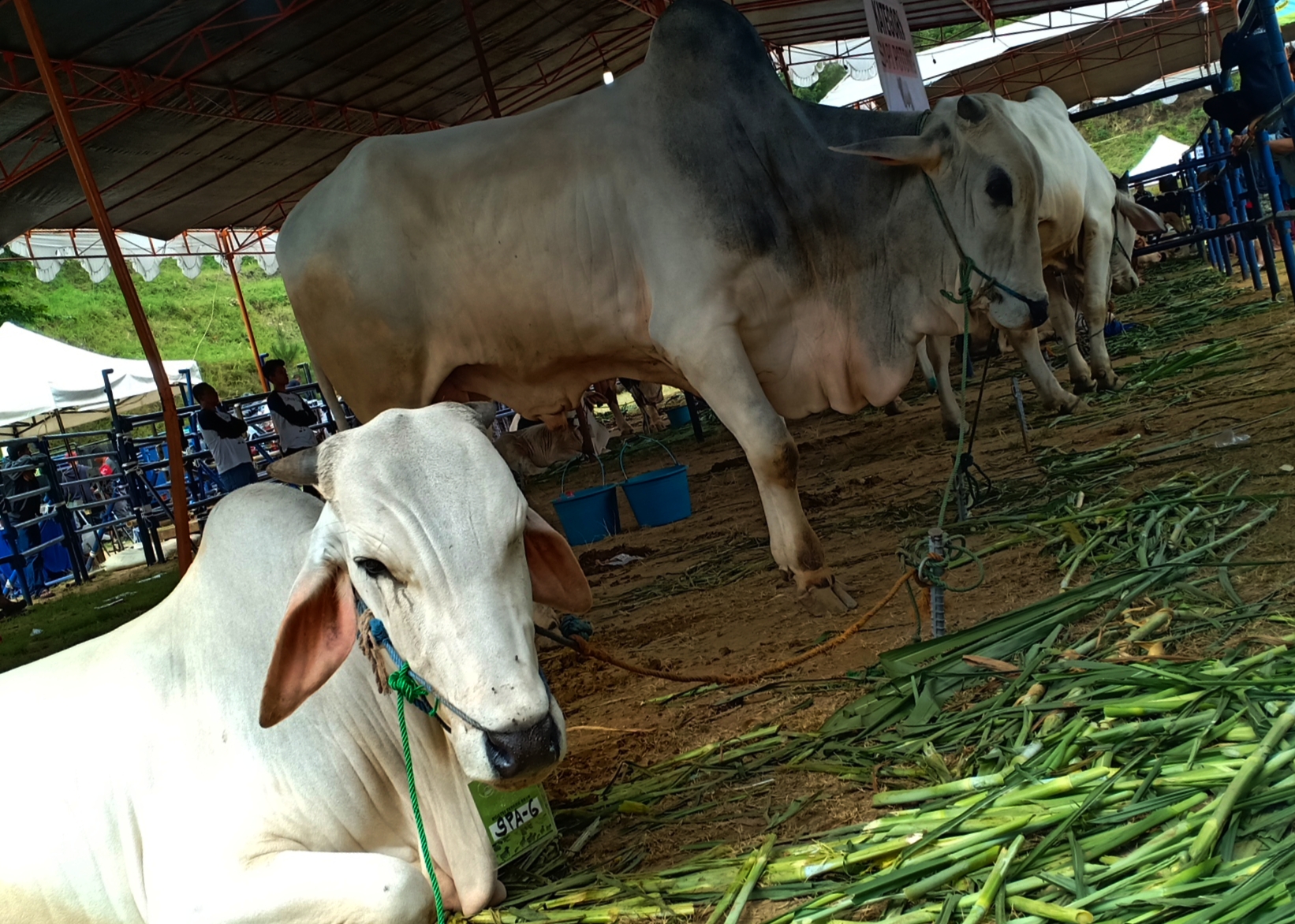 Ratusan Hewan Kurban di Cimahi tidak Memenuhi Syarat