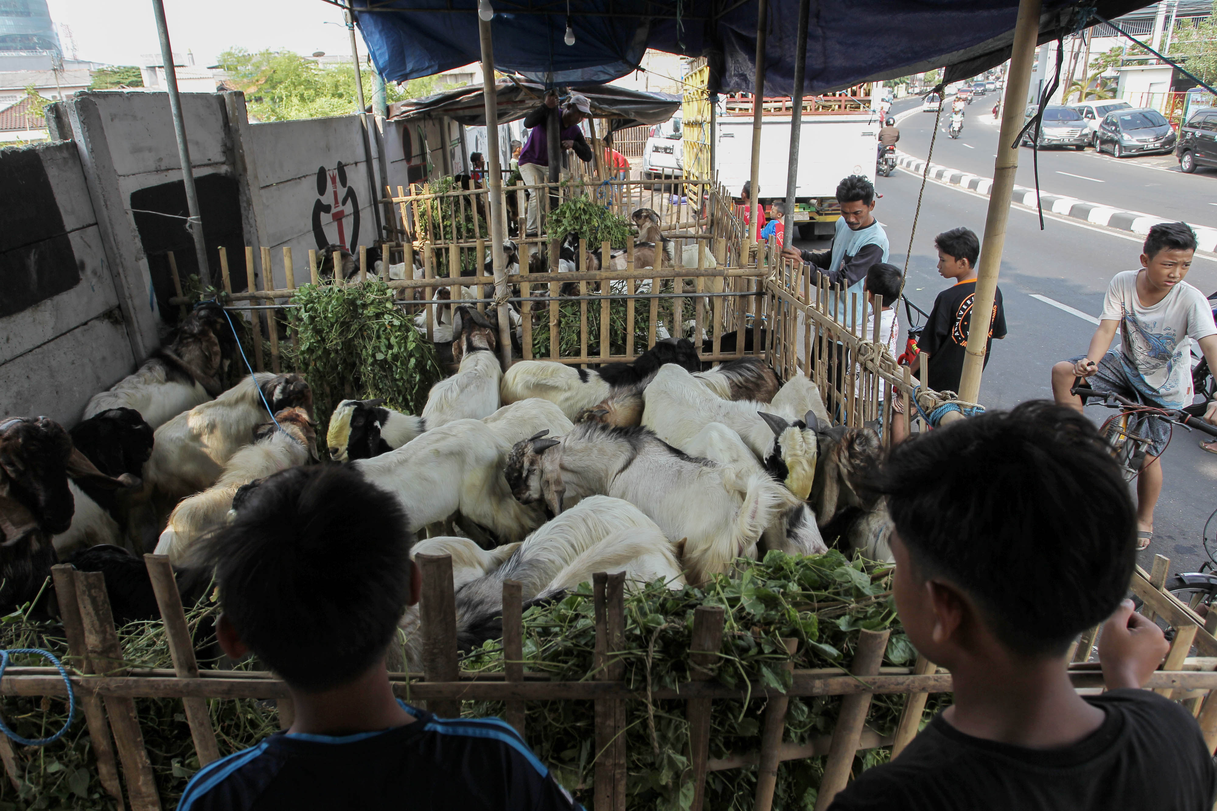 Menjelang Idul Adha penjualan hewan kurban kambing menurun di Banyuwangi, Jawa Timur