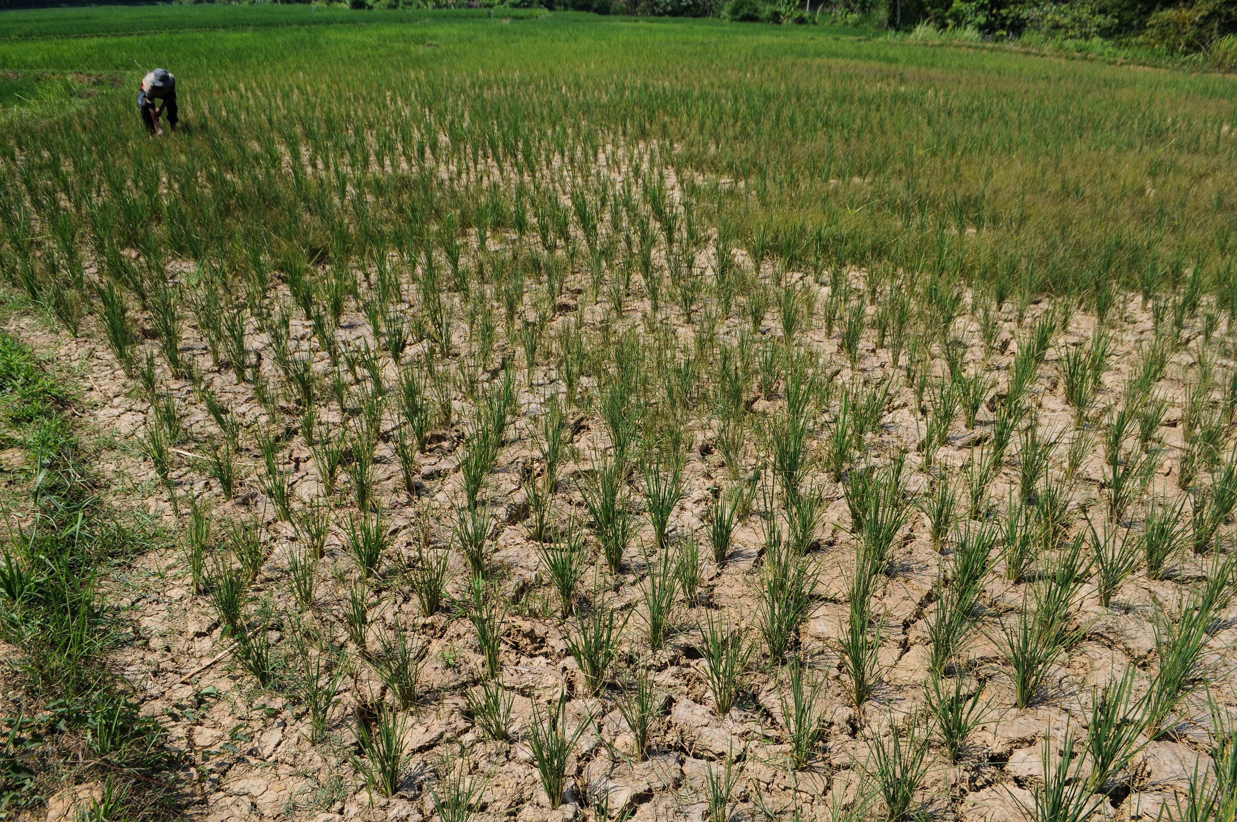 Sawah mengalami kekeringan di musim kemarau yang berkepanjangan.
