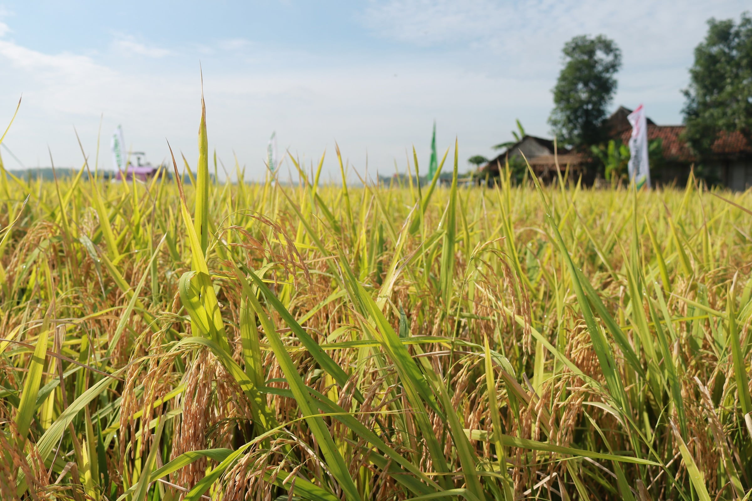 Panen padi musim di Kabupaten Lamongan, Jatim