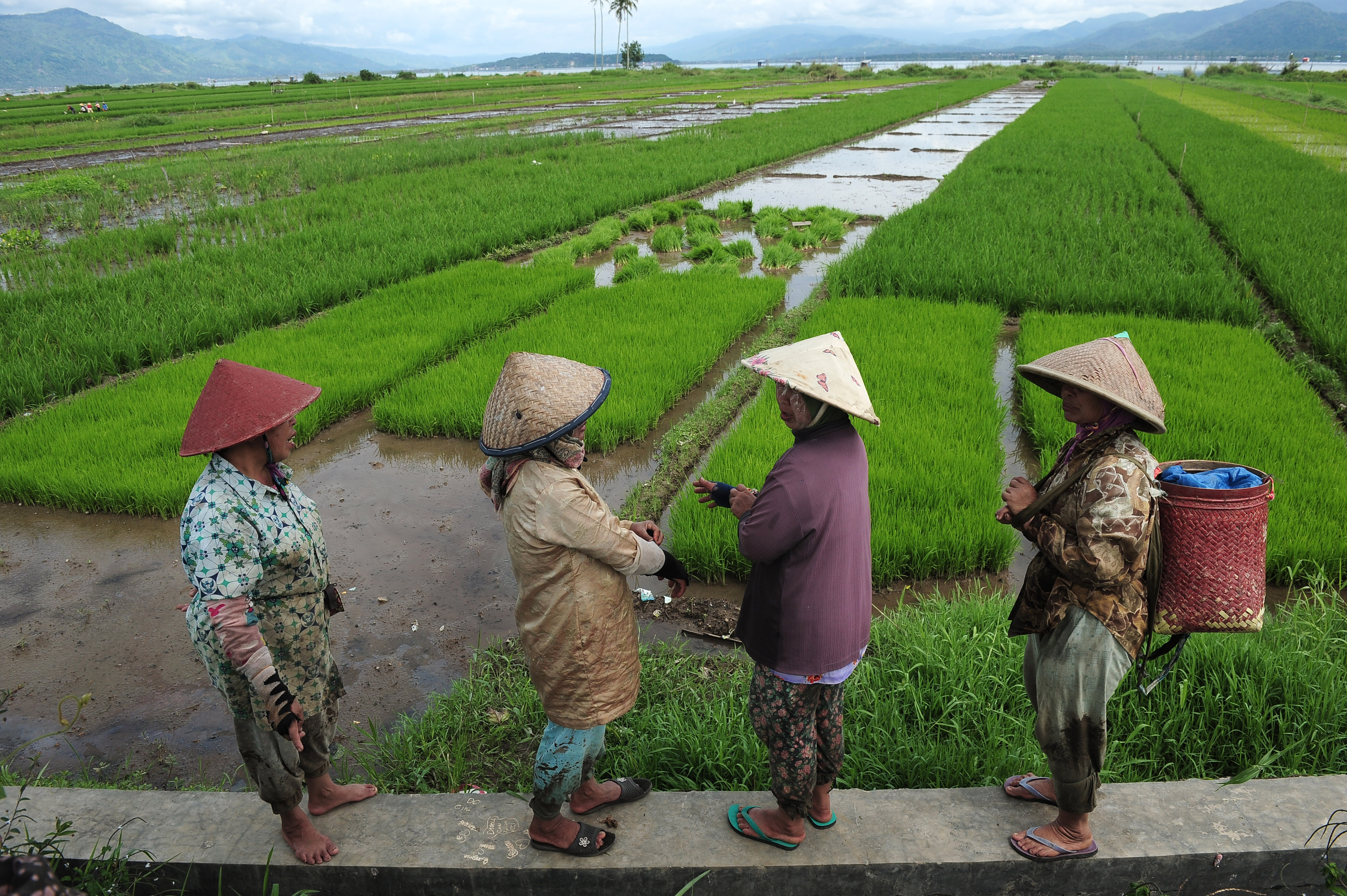 Beberapa petani di kawasan persawahan masyarakat adat Keluru, Jambi.  