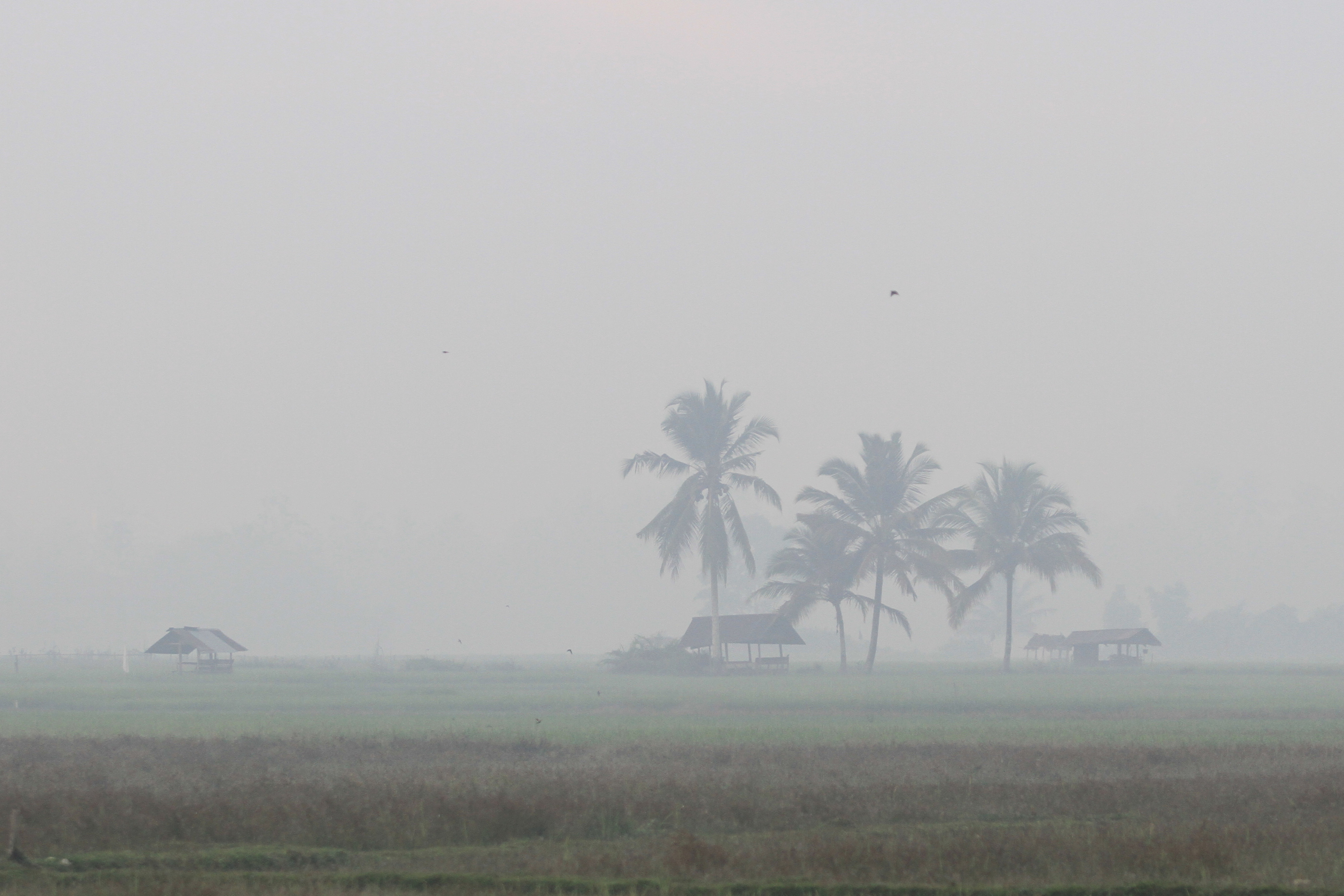 Kabut asap akibat Karhutla terlihat di area persawahan Desa Cot Amun, Kecamatan Samatiga, Aceh Barat, Aceh.