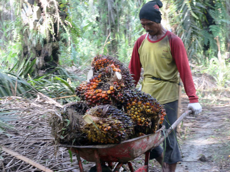 Pekerja mengangkut kelapa sawit yang dipanen dari kebun milik anggota Koperasi Rimba Harapan.
