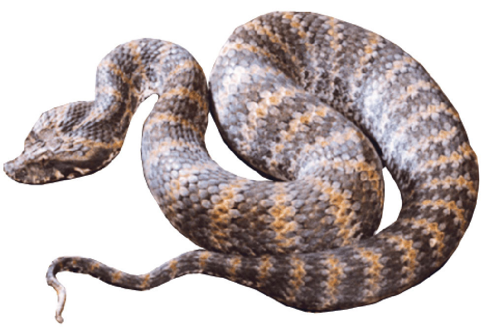 Ular Beludak (Death Adder )