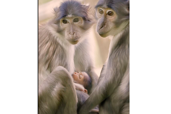 Kelahiran primata mangabey putih Buzz Aldrin.