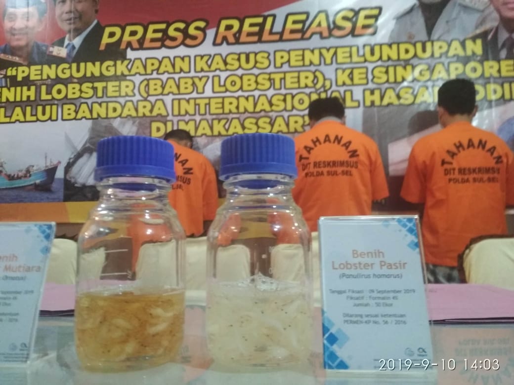 Polisi menetapkan tiga tersangka kasus penyelundupan 19 ribu benih lobster di Bandar Udara Internasional Sultan Hasanuddin Makassar.