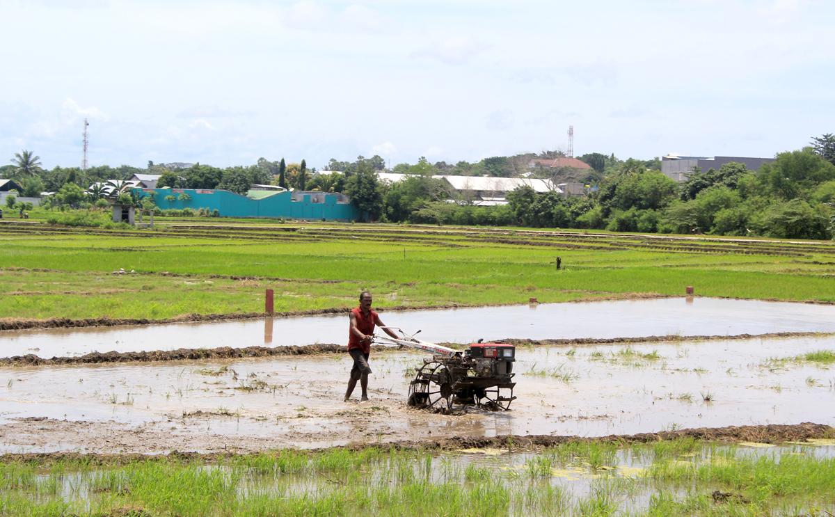 Seorang petani membajak sawah di persawahan Oepoi, Kota Kupang, Nusa Tenggara Timur (NTT), Selasa (5/3/2019). 