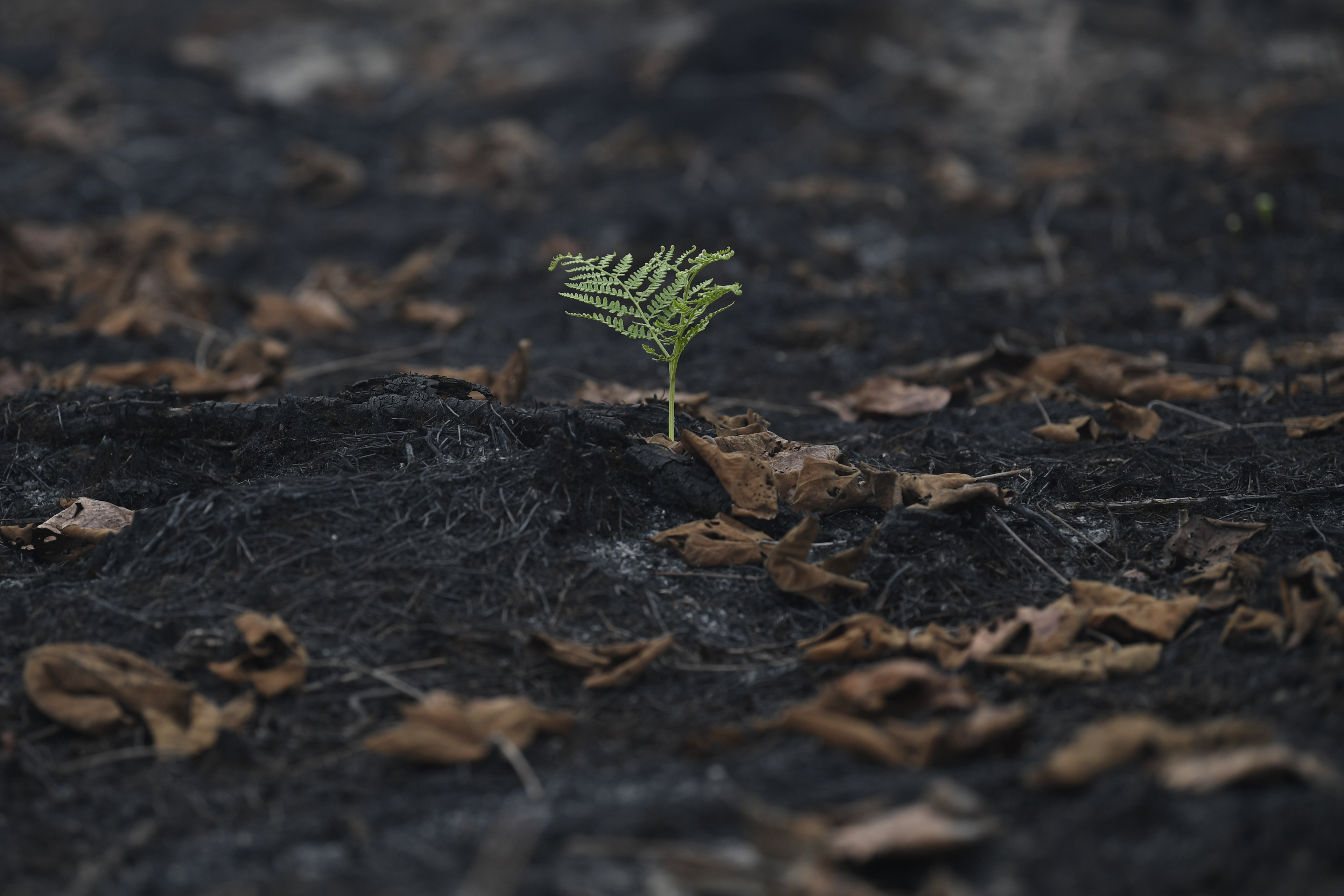 Kondisi kebakaran hutan dan lahan di Riau