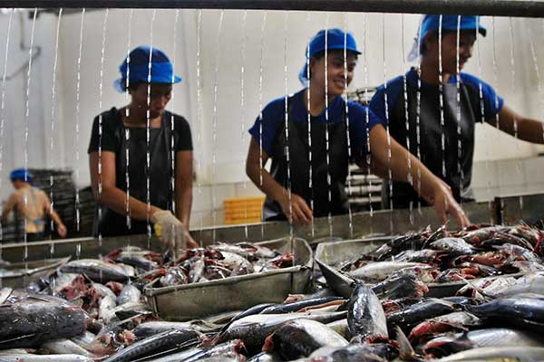 Ilustrasi -- Puluhan karyawan pabrik ikan kaleng membersihkan ikan cakalang sebelum dikeringkan di Bitung, Sulawesi Utara, Rabu (13/05).
