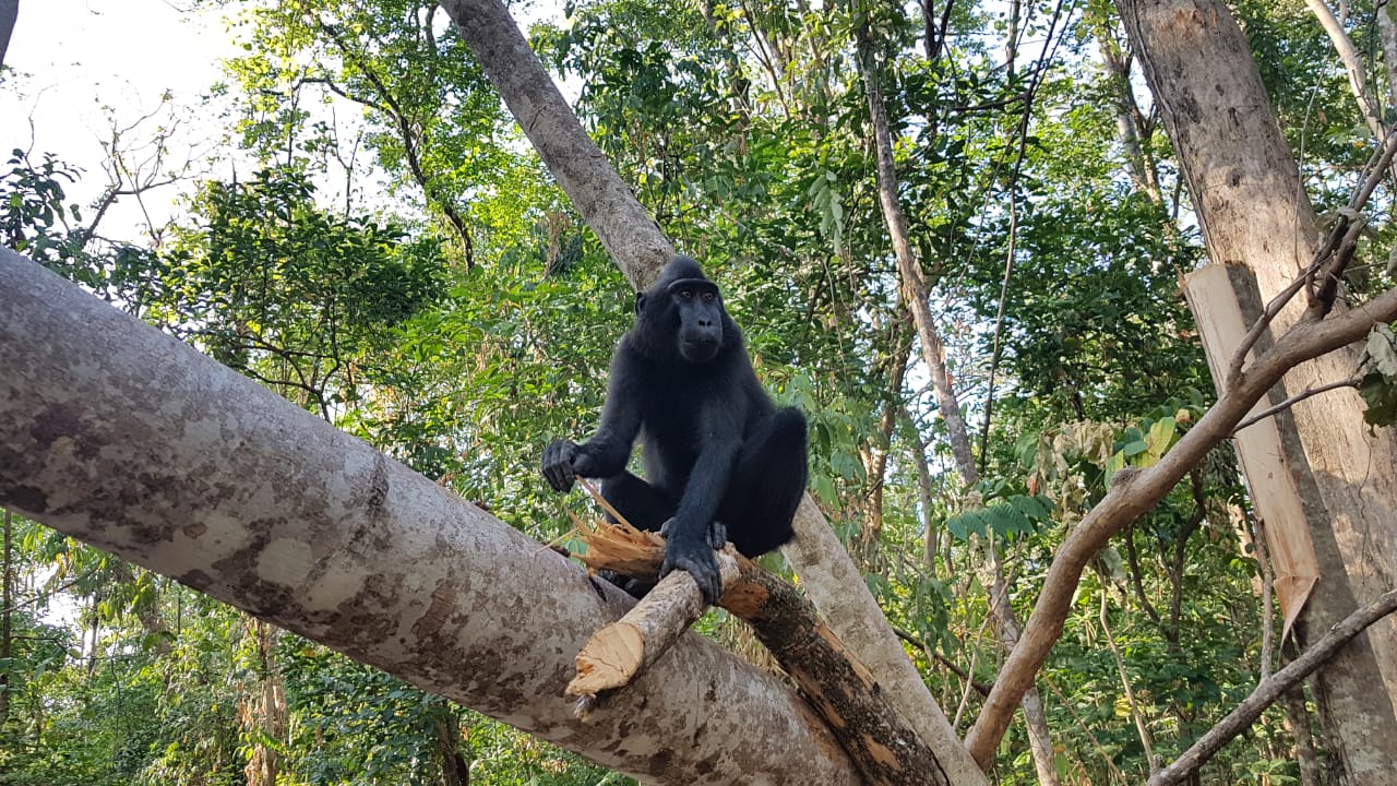 Yaki, satwa endemik Sulawesi bagian Utara