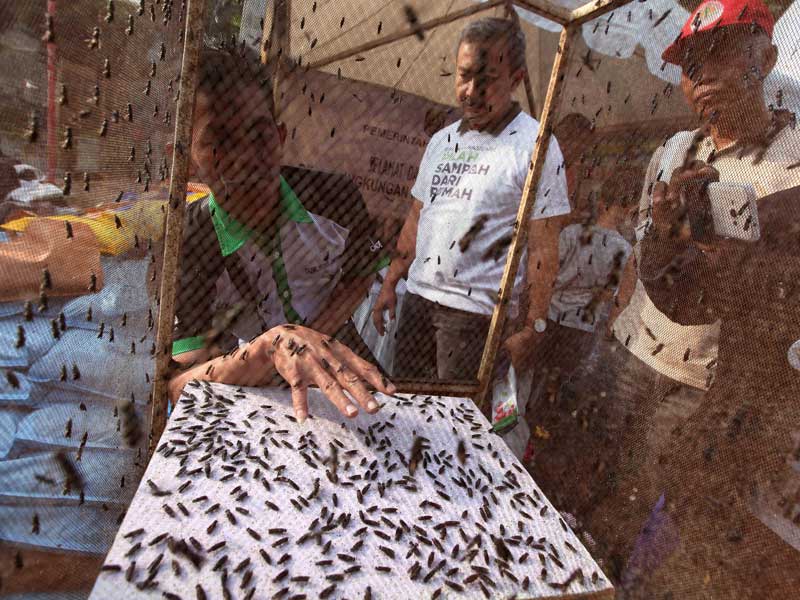 Serangga Black Soldier Fly yang kemudian akan berubah menjadi larva digunakan sebagai pengurai sampah.