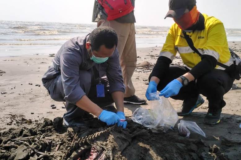 Tim Loka PSPL KKP sedang mengambil sampel bangkai lumba-lumba yang ditemukan di Karawang.