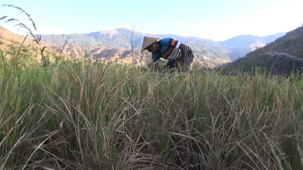 Petani Desa Done, Kecamatan Magepanda, Kabupaten Sikka terancam gagal panen.