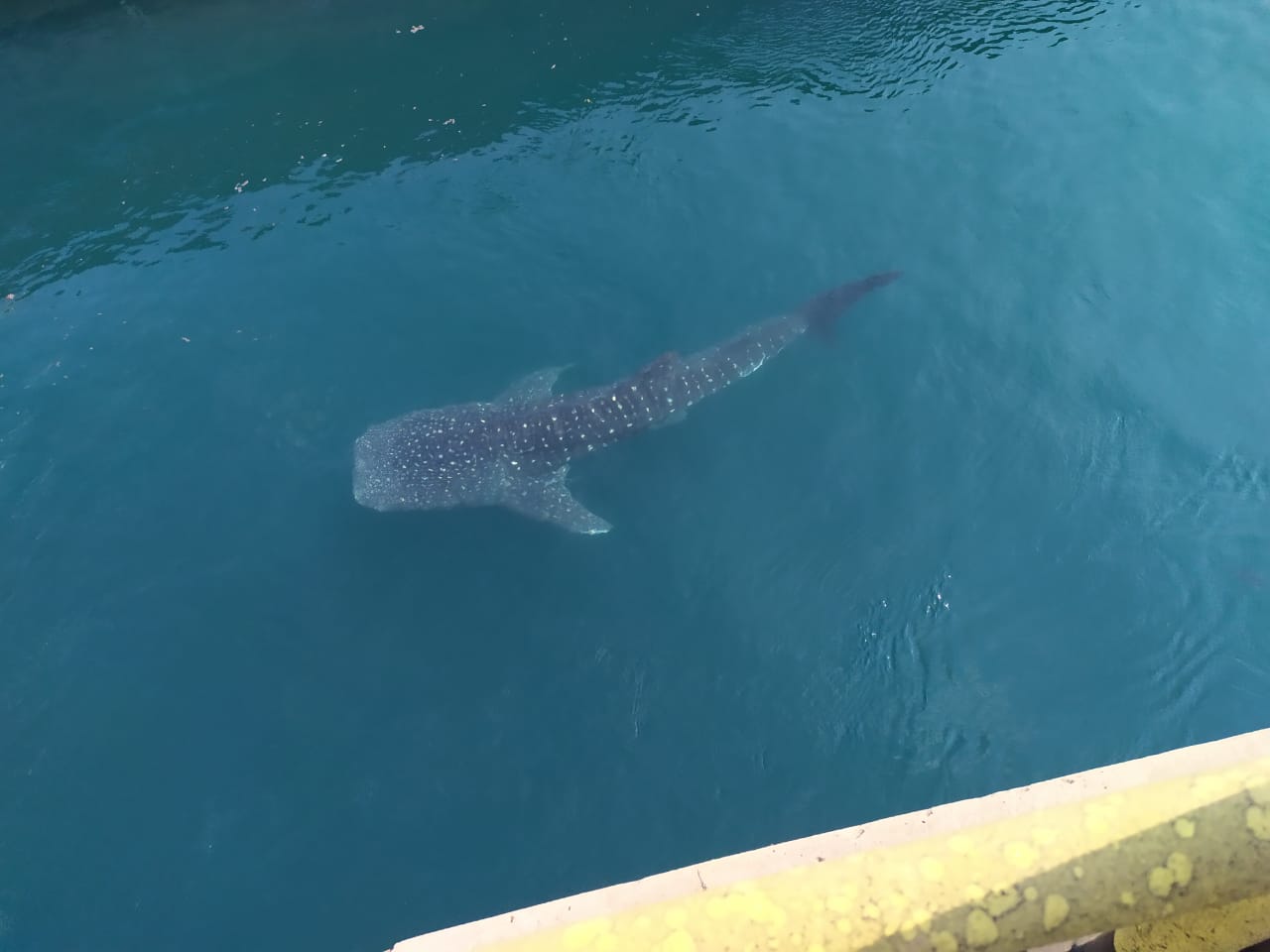 Hiu Paus di dekat PLTU Paiton, Jawa Timur