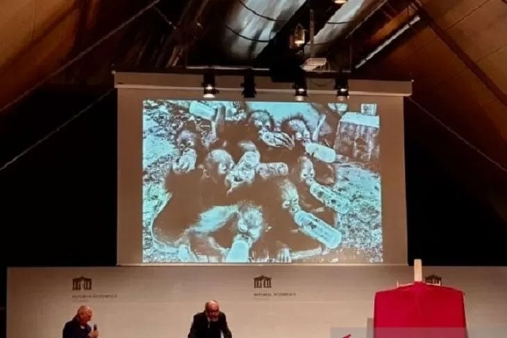 Foto bayi orangutan bertajuk 