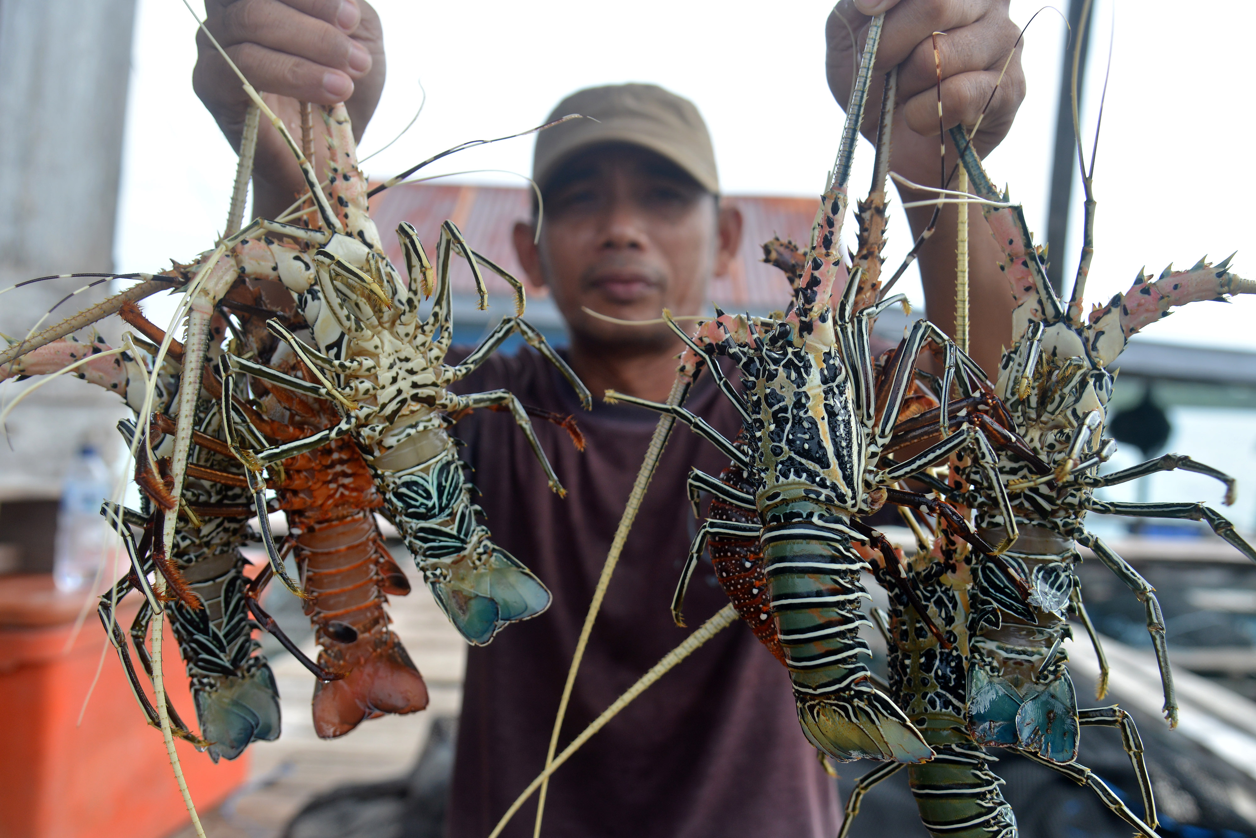 Petambak memperlihatkan udang lobster hasil budidaya keramba apung di Pulau Balai, Kecamatan Pulau Banyak, kabupaten Aceh Singkil, Aceh.