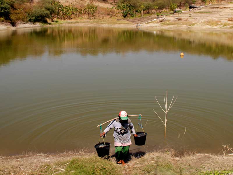 Seorang warga mengambil air di embung yang sudah mulai menyusut airnya di kecamatan Alak Kota Kupang, NTT (2/9/2019). 