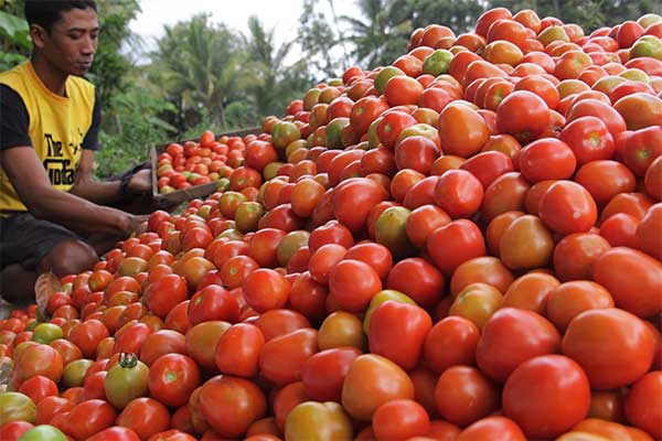 Ilustrasi -- Petani menyortir buah tomat usai panen di Desa Darungan, Banyuwangi, Jawa Timur, Minggu (21/6). 
