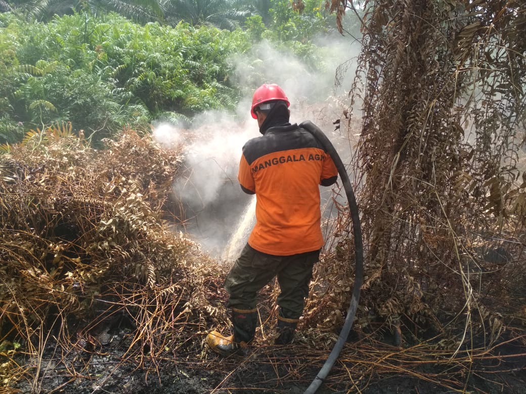 Petugas Manggala Agni berjibaku memadamkan kebakaran lahan gambut. 