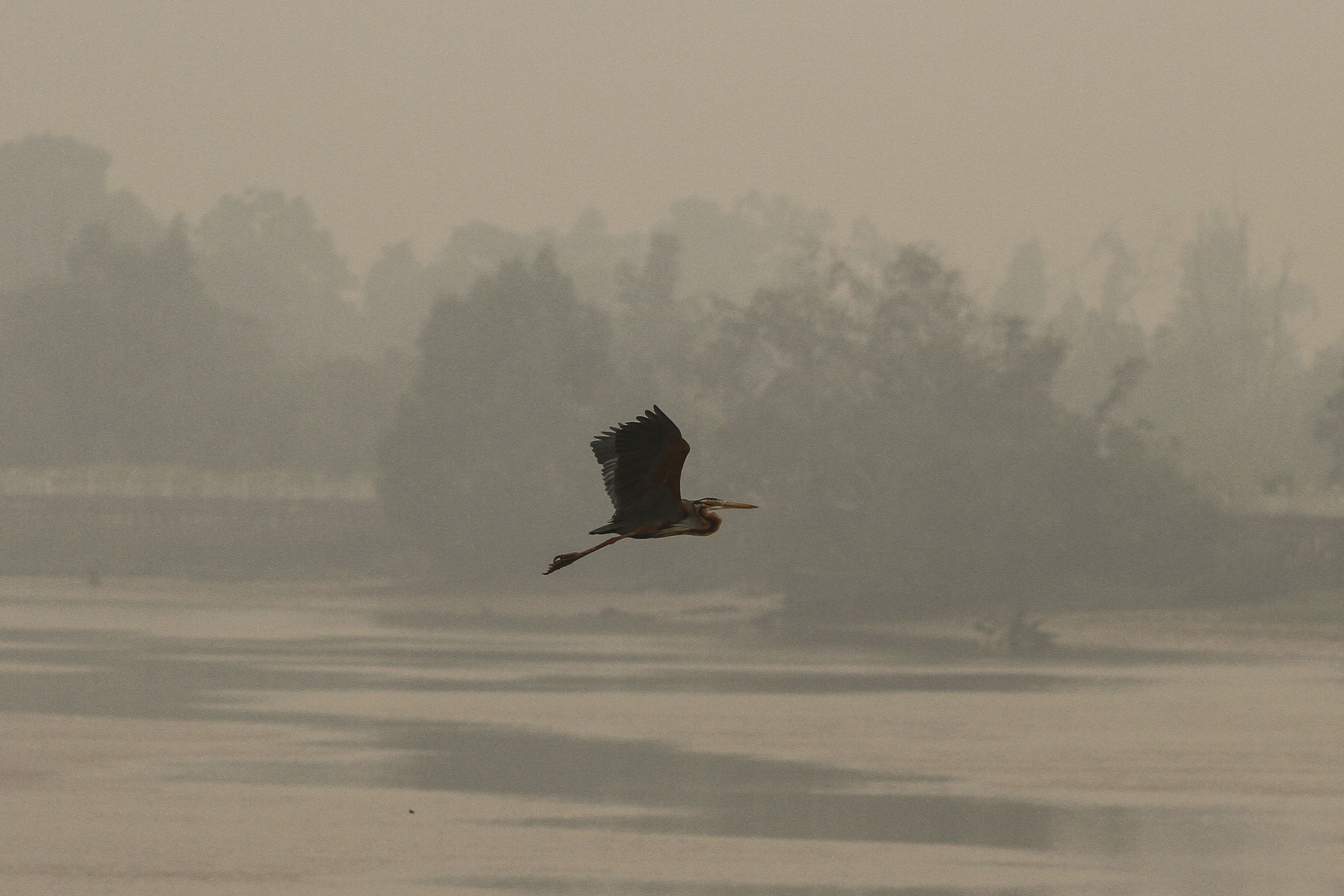 Seekor burung terbang di tengah pekatnya kabut asap dampak dari karhutla yang menyelimuti kawasan sungai Siak di Pekanbaru, Riau