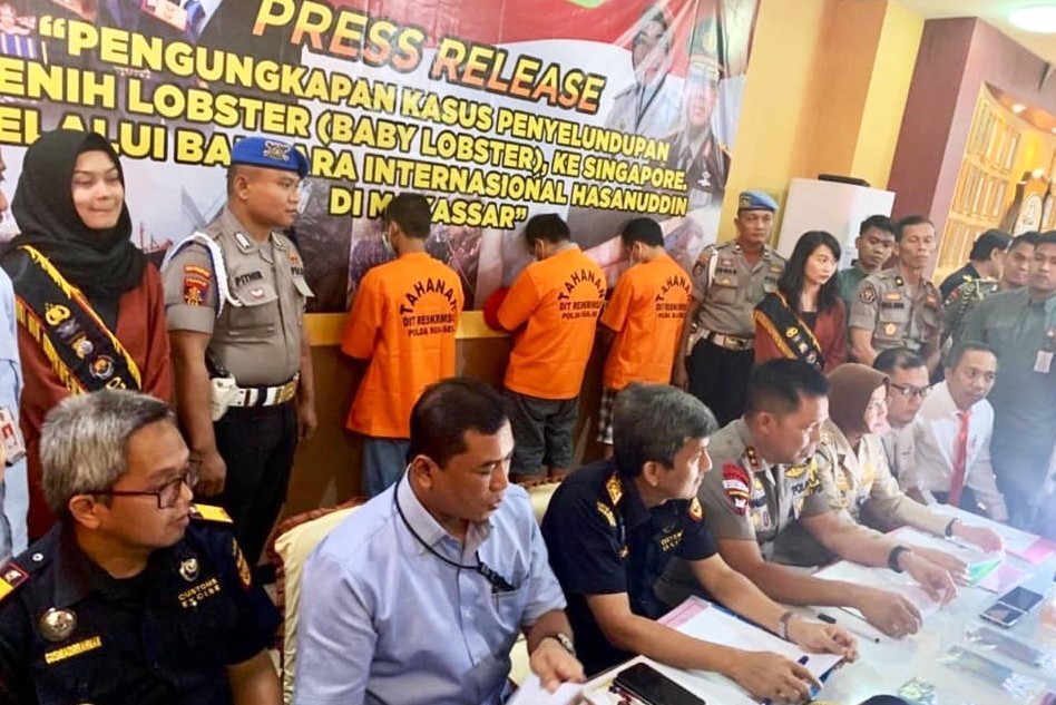 Bersama Aparat Penegak Hukum Bea Cukai Makassar Gagalkan Penyelundupan 19 Ribu Baby Lobster