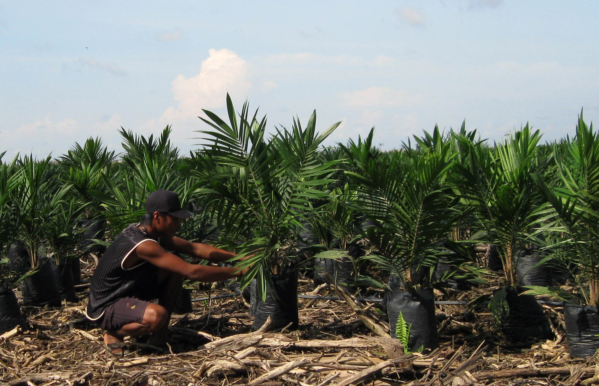Lokasi pembibitan di salah satu perusahaan kelapa sawit di Kabu paten Kubu Raya, Kalimantan Barat (Kalbar). 