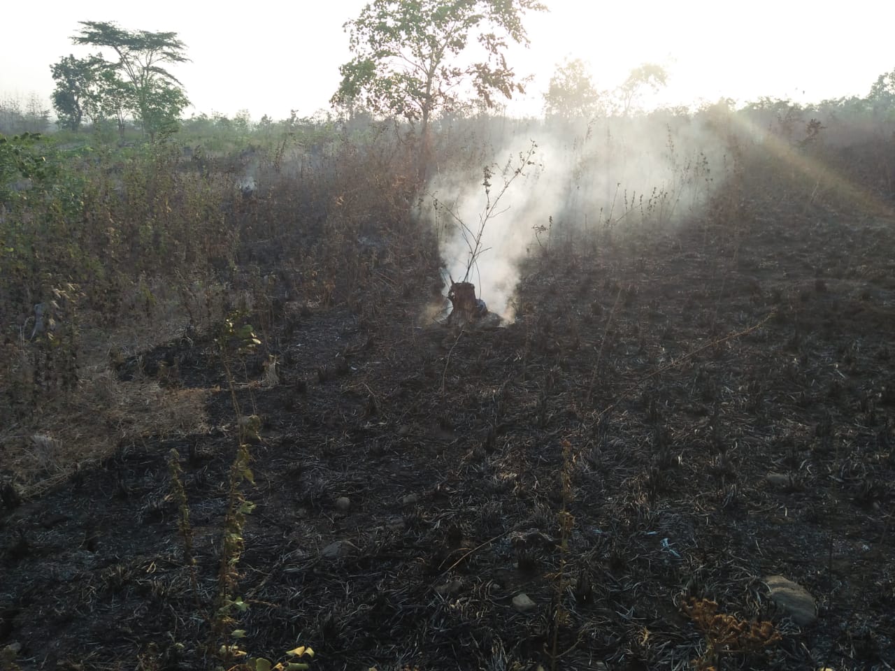 Kebakaran hutan gunung sumbing