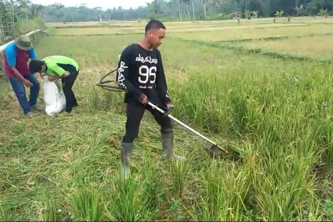 Petani di Kota Tasikmalaya, Jawa Barat, membabat tanaman padi yang gagal panen (puso) untuk dijadikan pakan ternak sapi.  