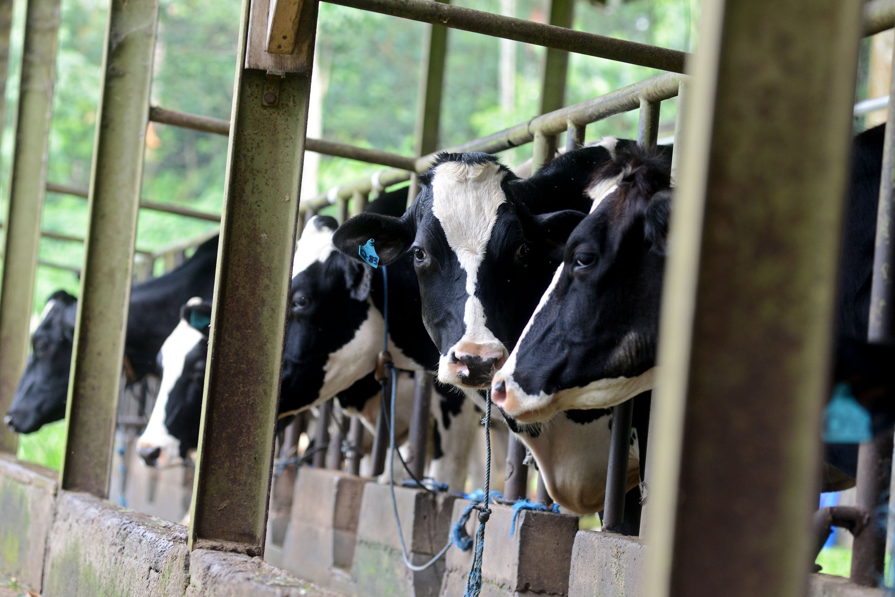 Guna memenuhi kebutuhan daging sapi dalam negeri, pemerintah memutuskan untuk mengimpor sapi dari Brasil