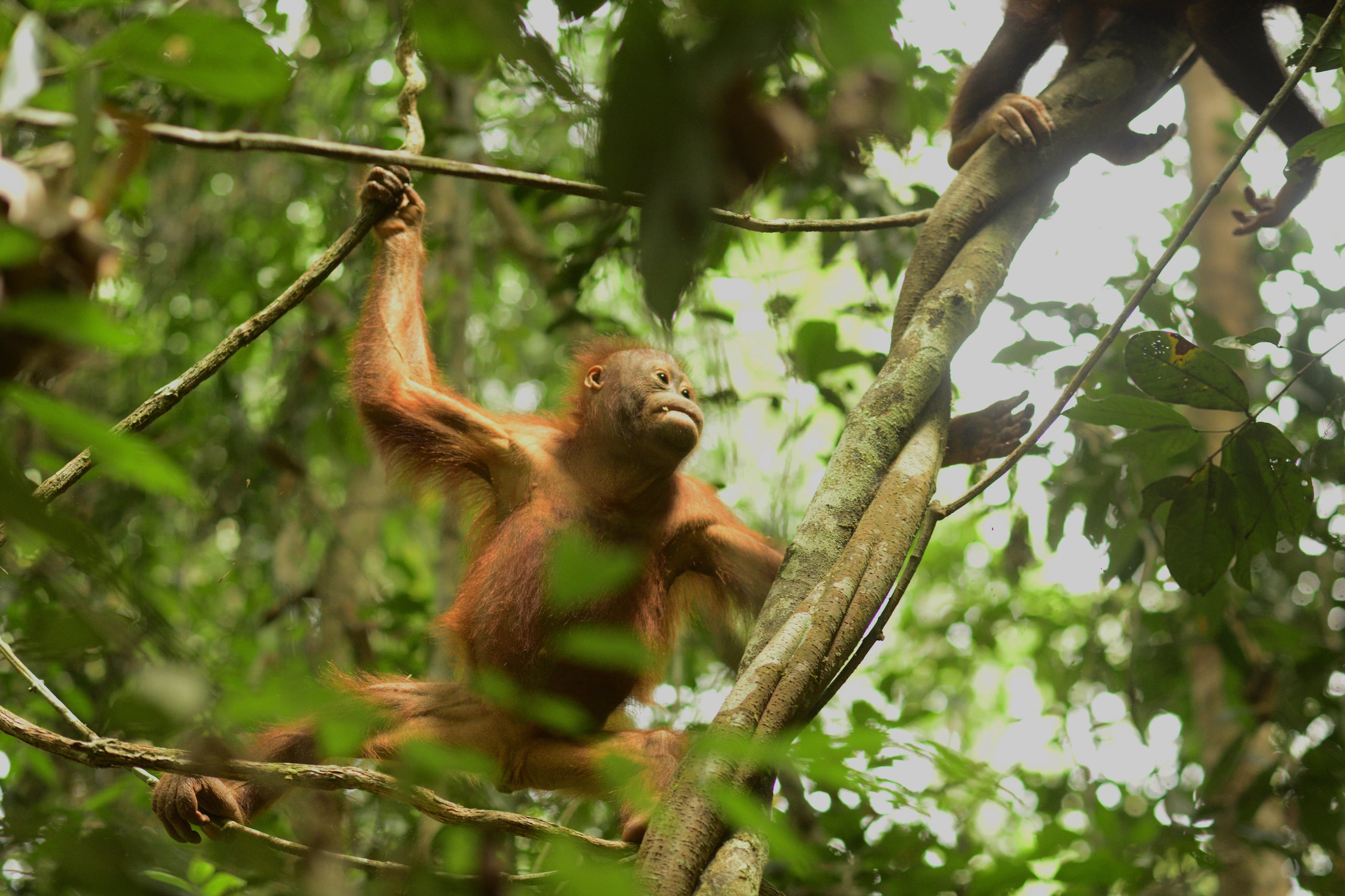 Seekor orangutan belajar beraktivitas di atas pohon di sekolah hutan Centre for Orangutan Protection (COP) Borneo