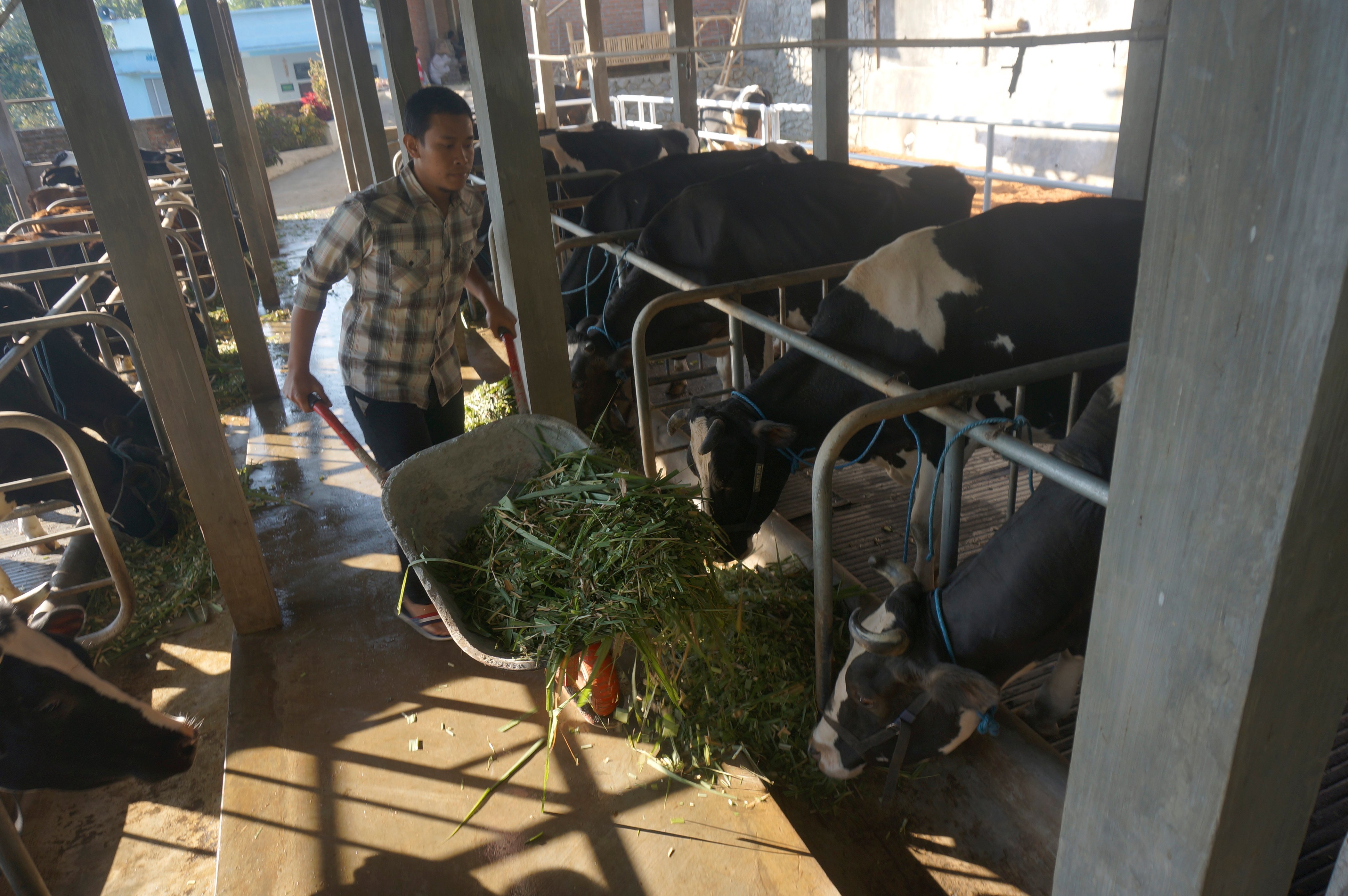 PETERNAKAN SAPI PERAH TERDAMPAK KEKERINGAN