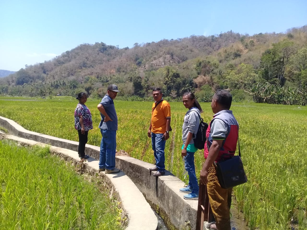 Petugas Memriksa Tanaman padi Milik Petani di Kabupaten Sikka