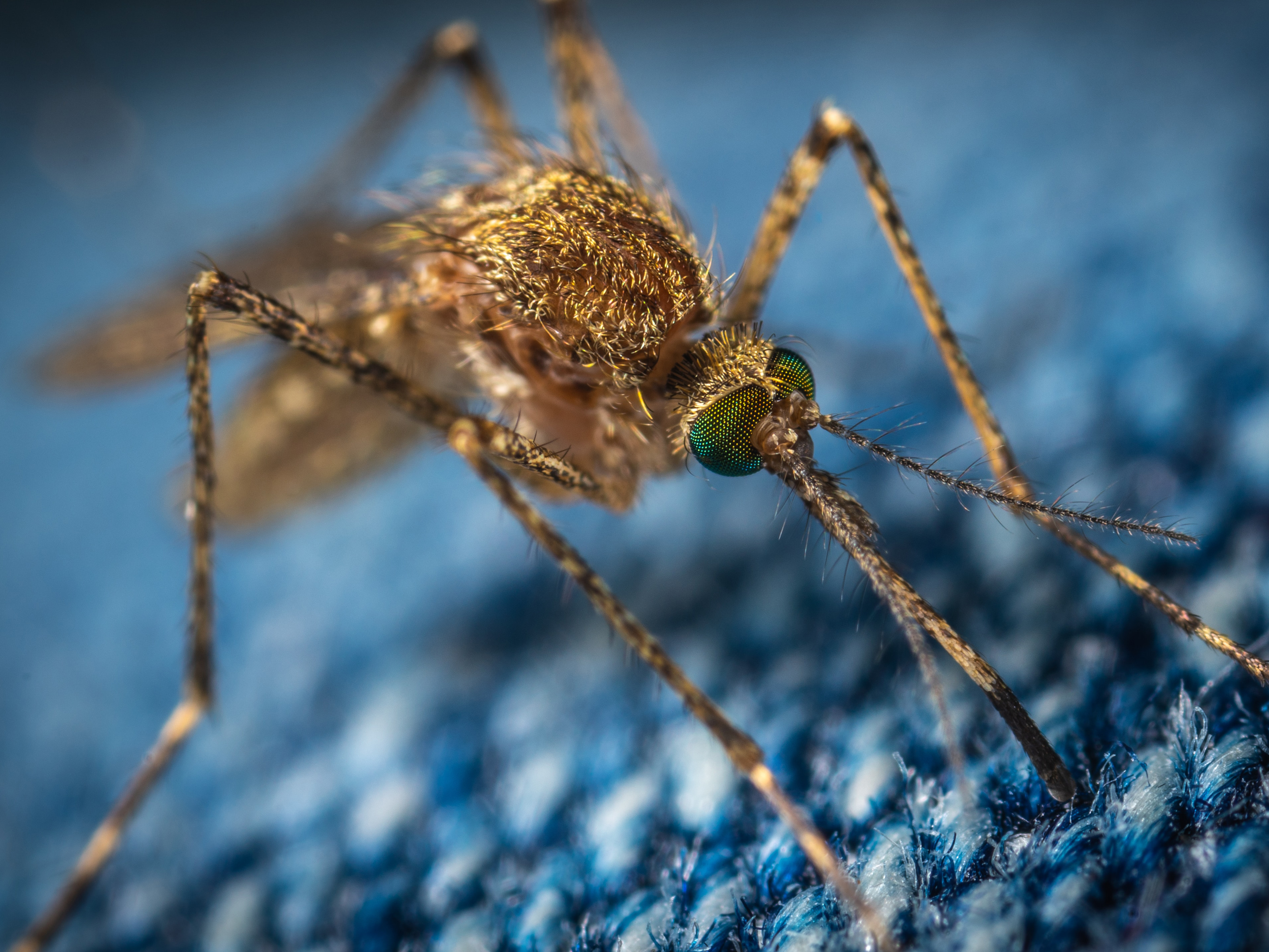 Beberapa hal sederhana dapat Anda lakukan untuk mengurangi rasa gatal, seperti meletakkan es batu di atasnya. 