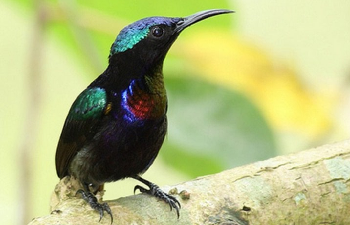 Burung kolibri ninja yang diselundupkan.