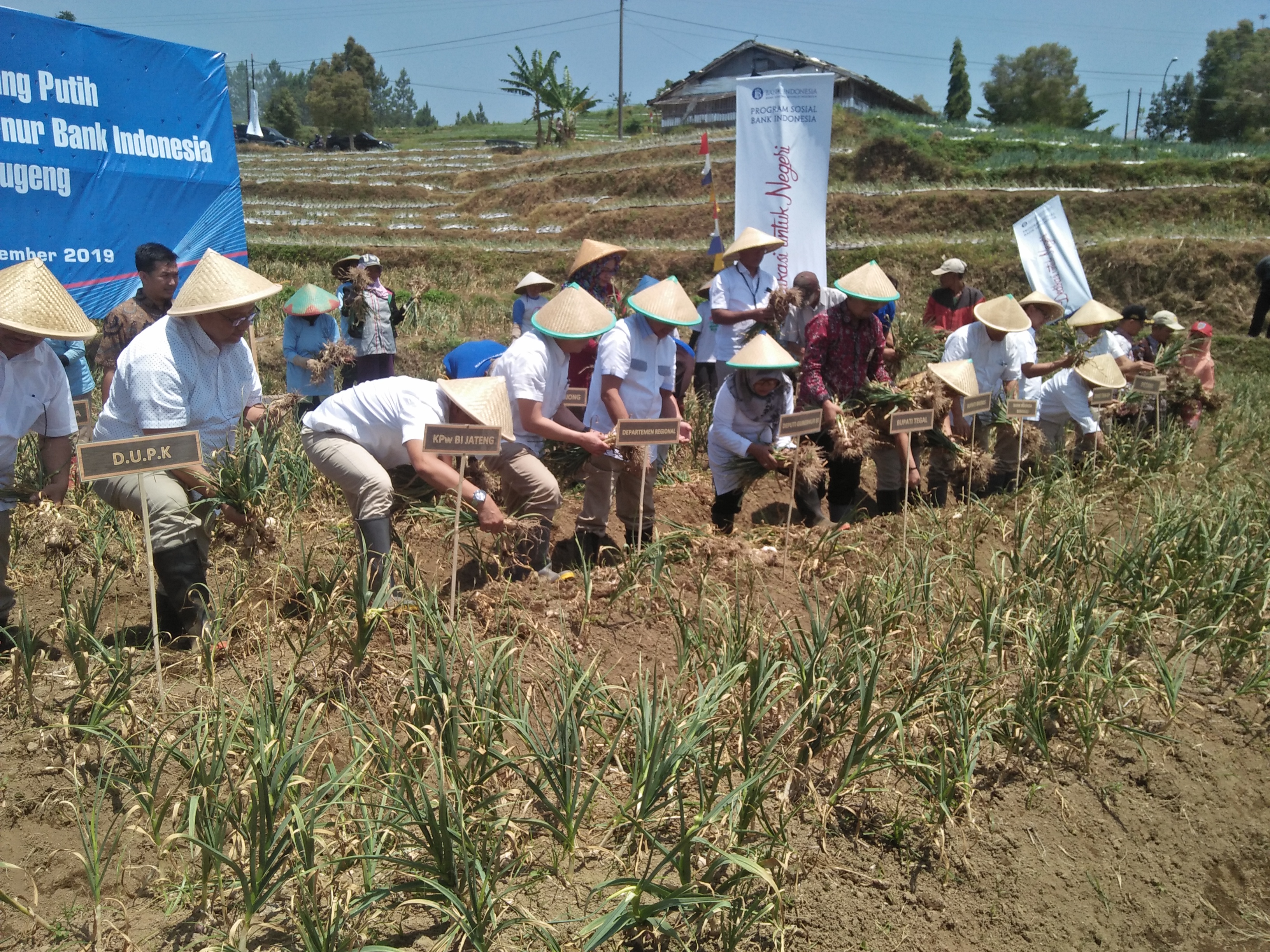 Bank Indonesia menggerakkan penanaman bawang putih di Desa Desa Tuwel, Kecamatan Bojong, Kabupaten Tegal, Jateng, Minggu (1/9). 