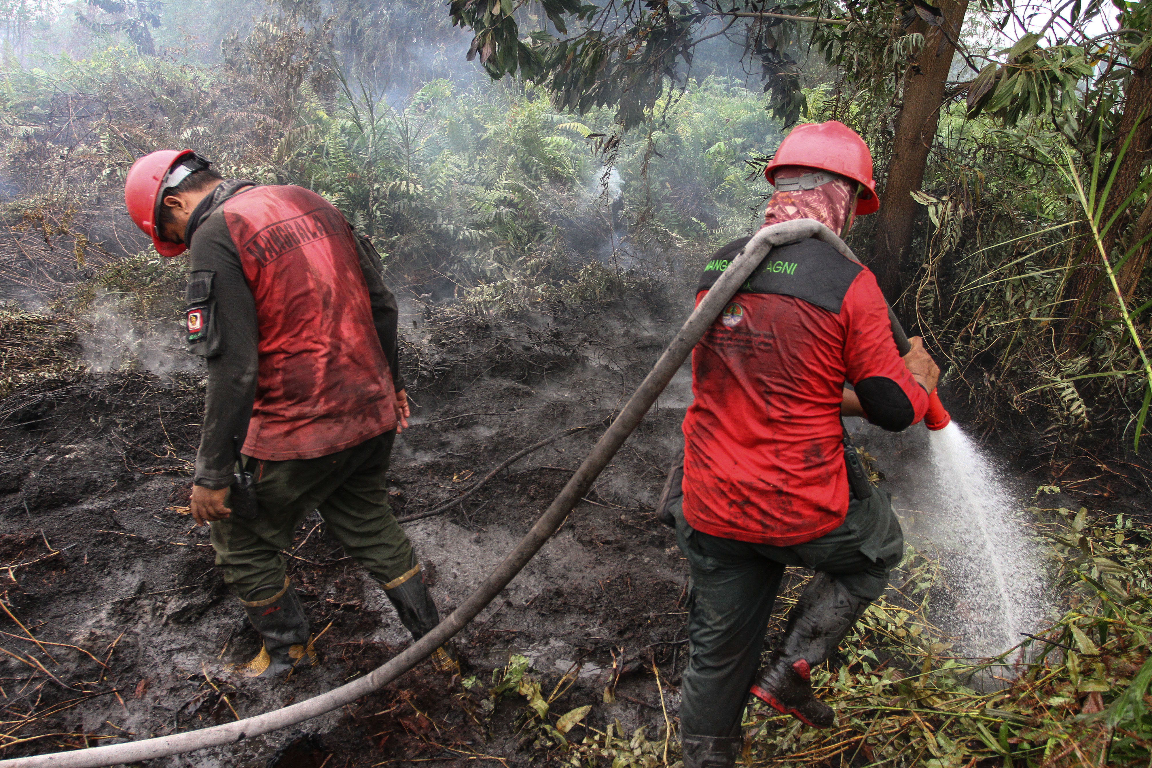Petugas Manggala Agni Daops Pekanbaru berusaha memadamkan bara api kebakaran lahan gambut di Pekanbaru, Riau, Sabtu (14/9).