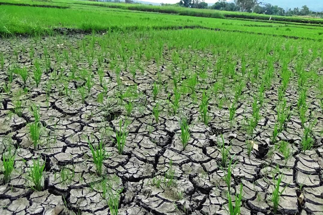 Seratusan Hektare Sawah Kekeringan, Pemkab Bentuk Tim Percepatan dan Revolusi Pertanian