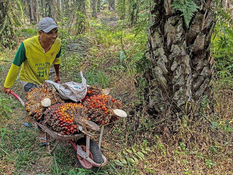 Pekerja melansir Tandan Buah Segar (TBS) Kelapa Sawit di Pekanbaru, Riau, Rabu (20/3/2019)