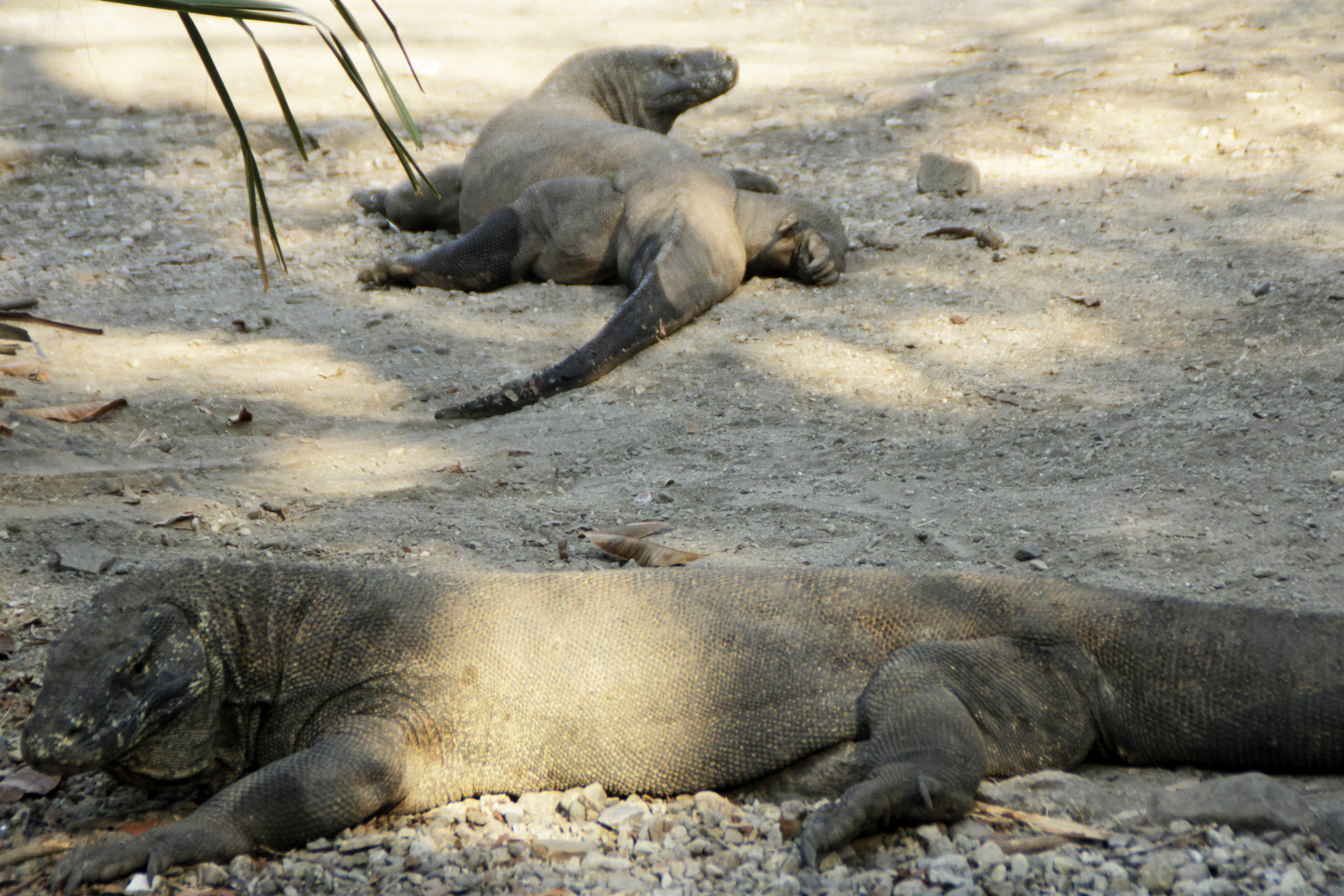  Dua ekor komodo berkeliaran di Pulau Komodo, Kabupaten Manggarai Barat, NTT.