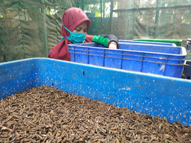 Staf Biomagg memeriksa bak-bak plastik berisi larva lalat (maggot/belatung).