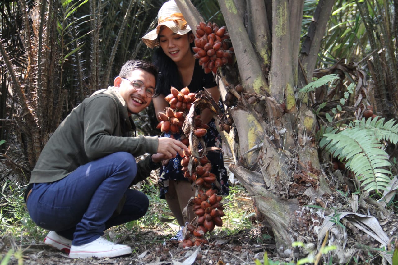 Pengunjung langsung memetik buah salak dari kebunnya di Taman Buah Mekarsari, Cileungsi, Jonggol, Jawa Barat.