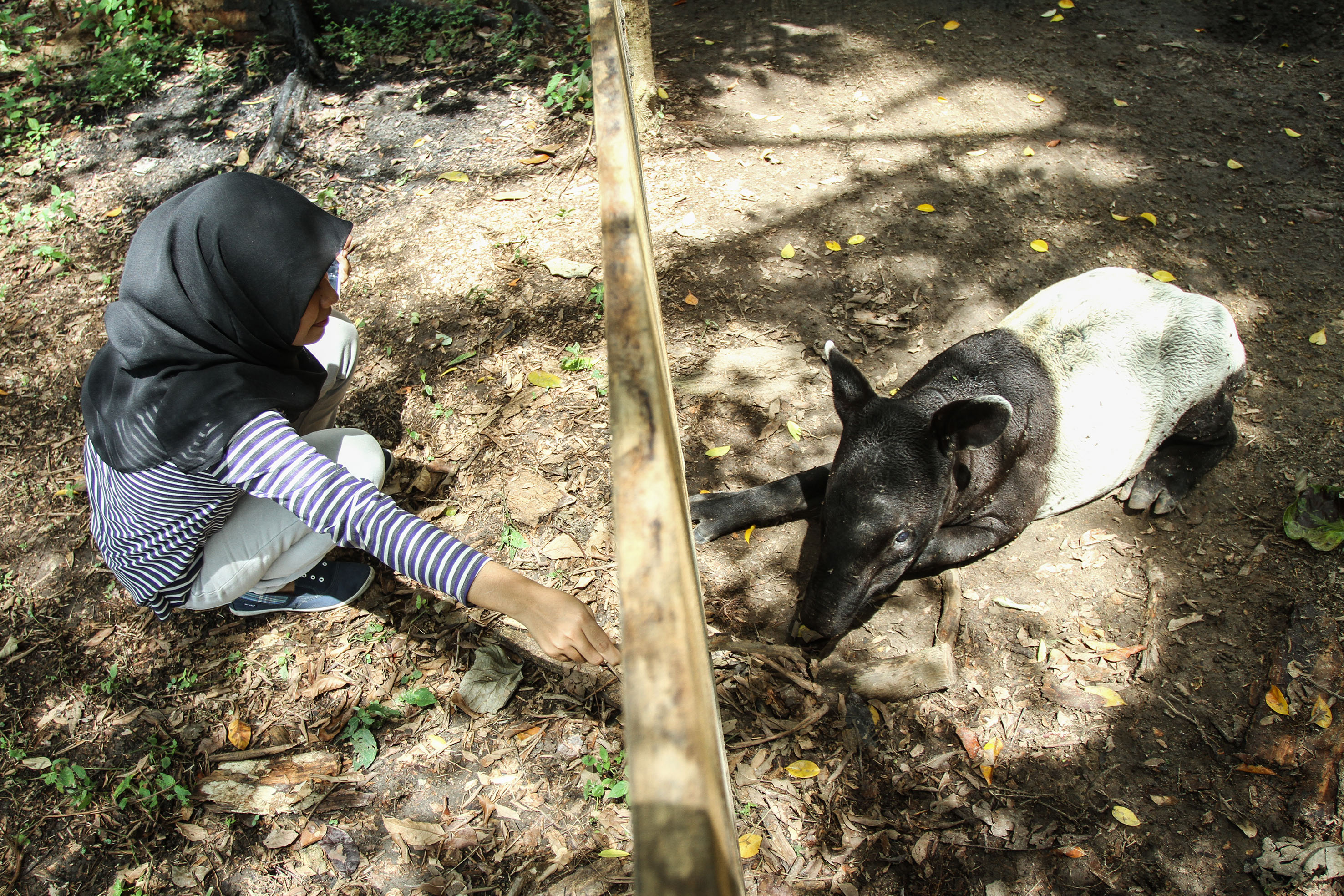 Warga melihat kondisi Tapir (Tapirus indicus) yang tengah menjalani masa pemulihan di kandang Klinik Satwa BBKSDA Riau