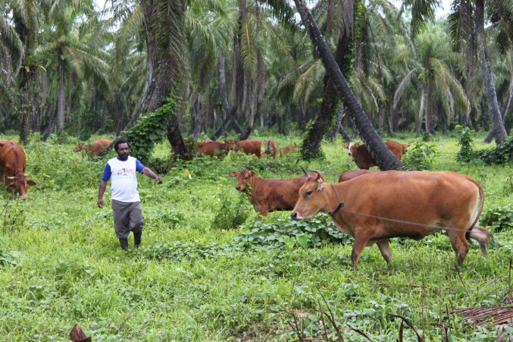 Peternak sapi sawit di Papua