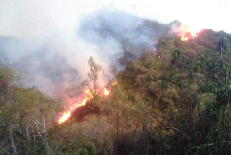 Hutan di Kawasan Gunung Slamet Terbakar
